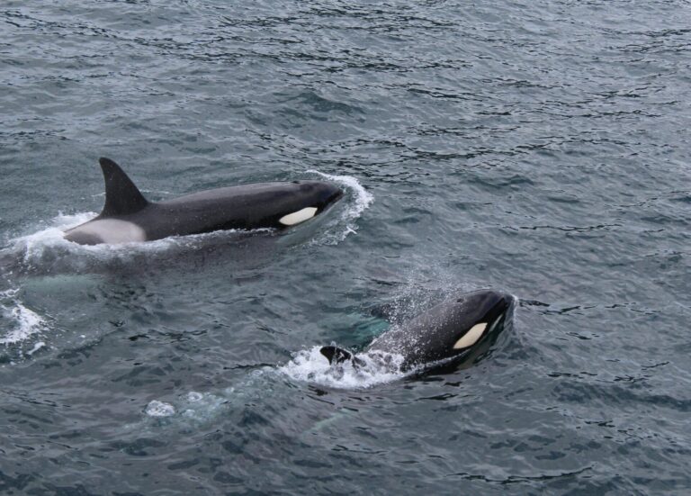 Guide to Whale Watching in Tromsø, Norway
